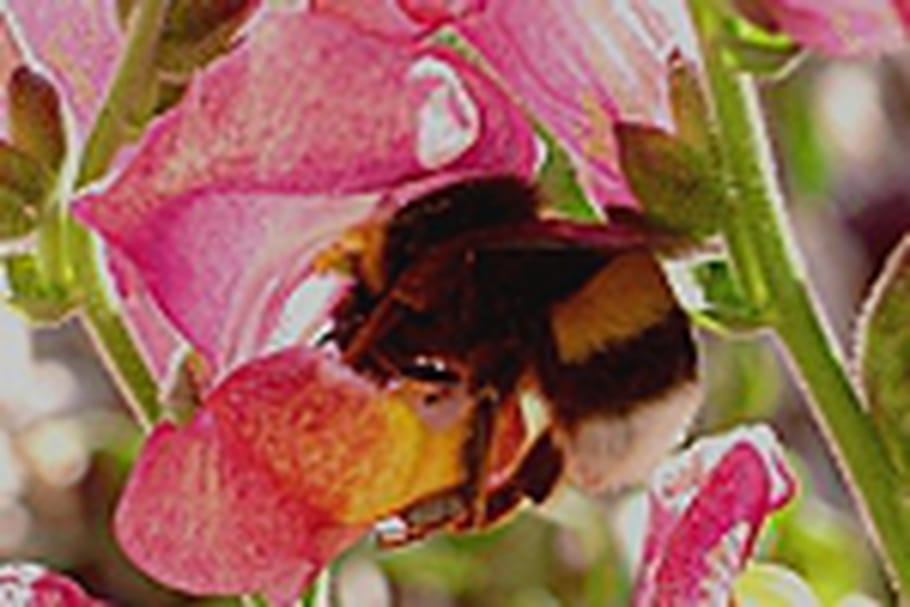 Attirez des pollinisateurs grâce à la couleur de vos fleurs