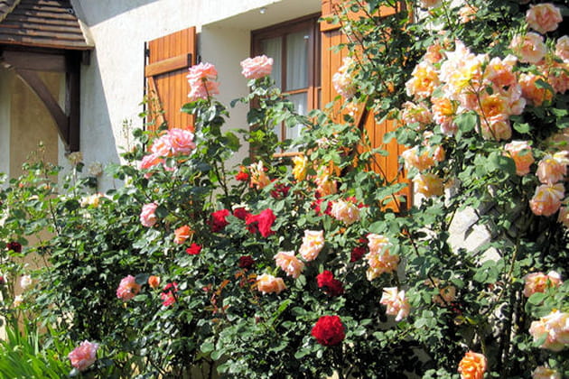 Une for&ecirc;t de roses