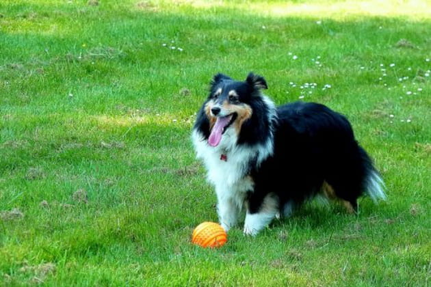 Le plaisir de jouer tout en se massant les gencives