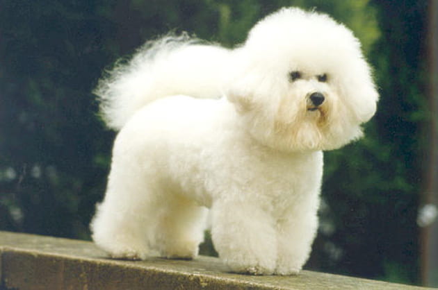 Le bichon bolonais