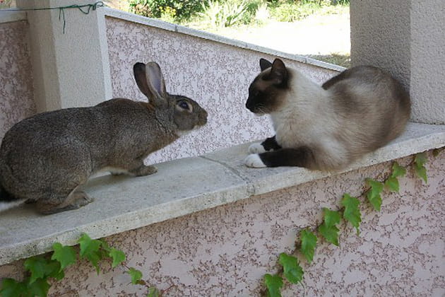 Le chat et le lapin