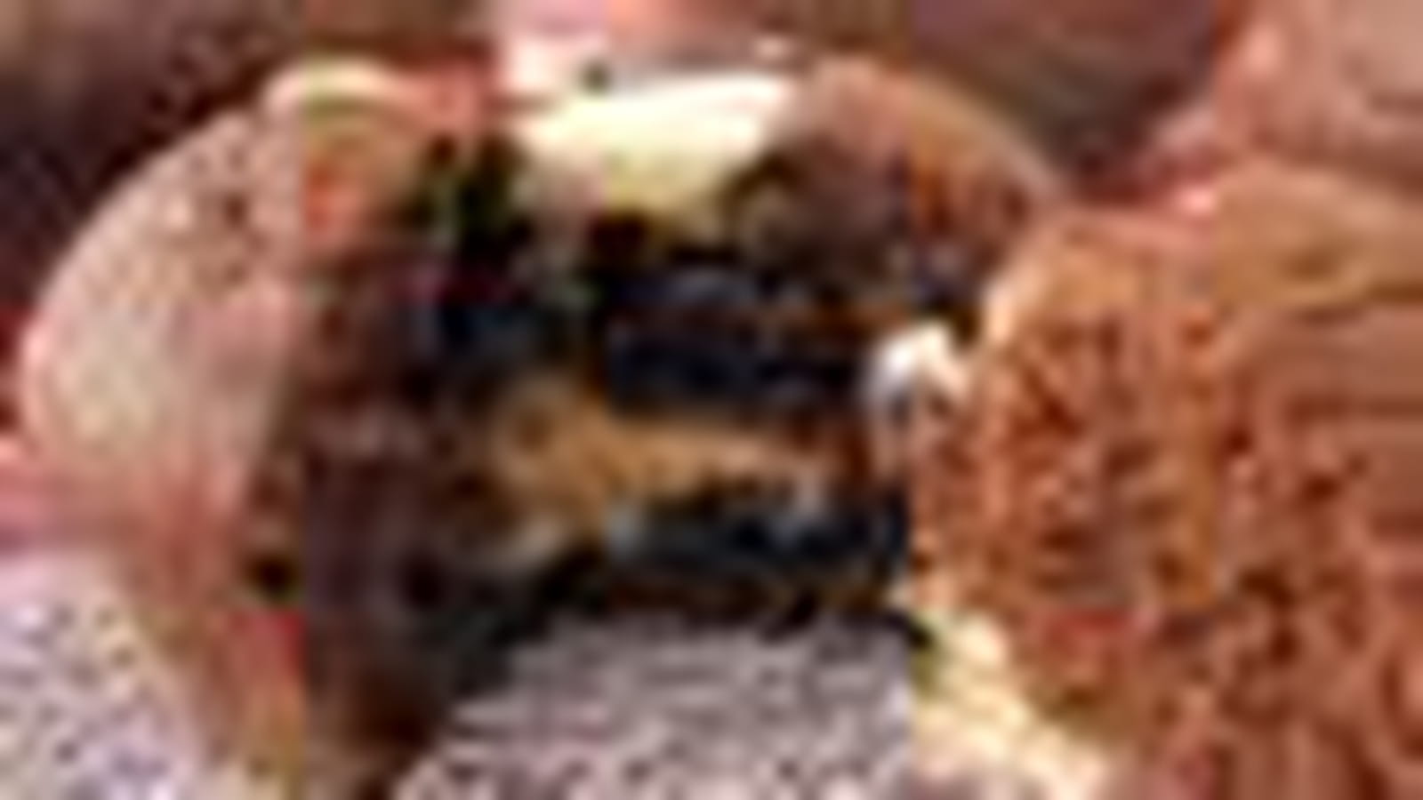 Muffins