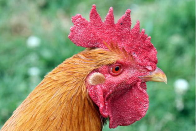 Le roi de la basse-cour