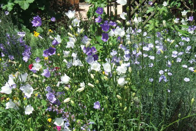 Un florilèges de campanules