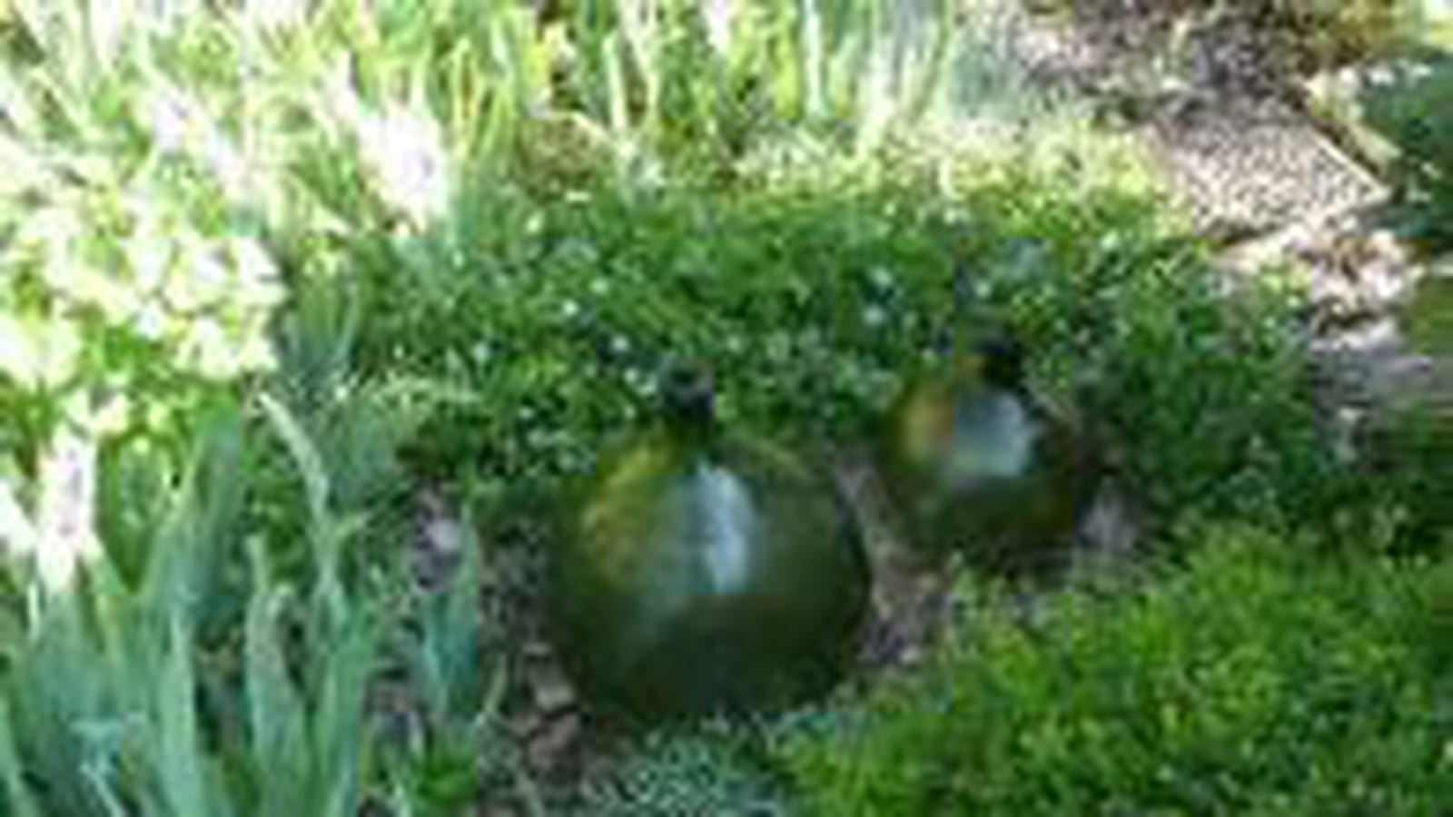 Pervenches