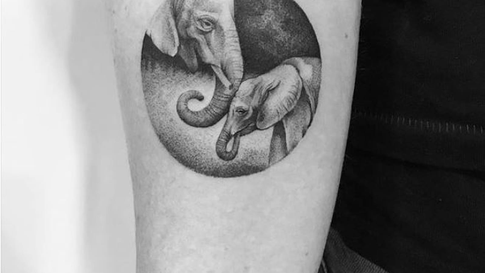 Les éléphants