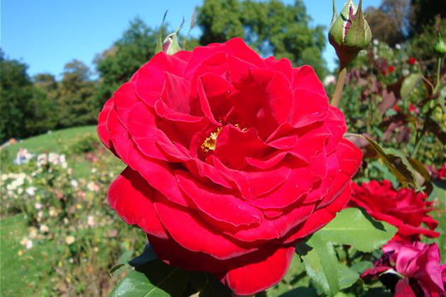 Rouge Meilland, la s&eacute;ductrice