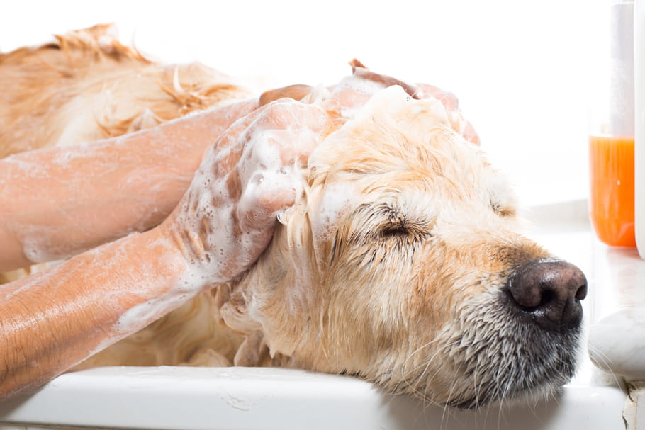 Le toilettage du chien : conseils pratiques