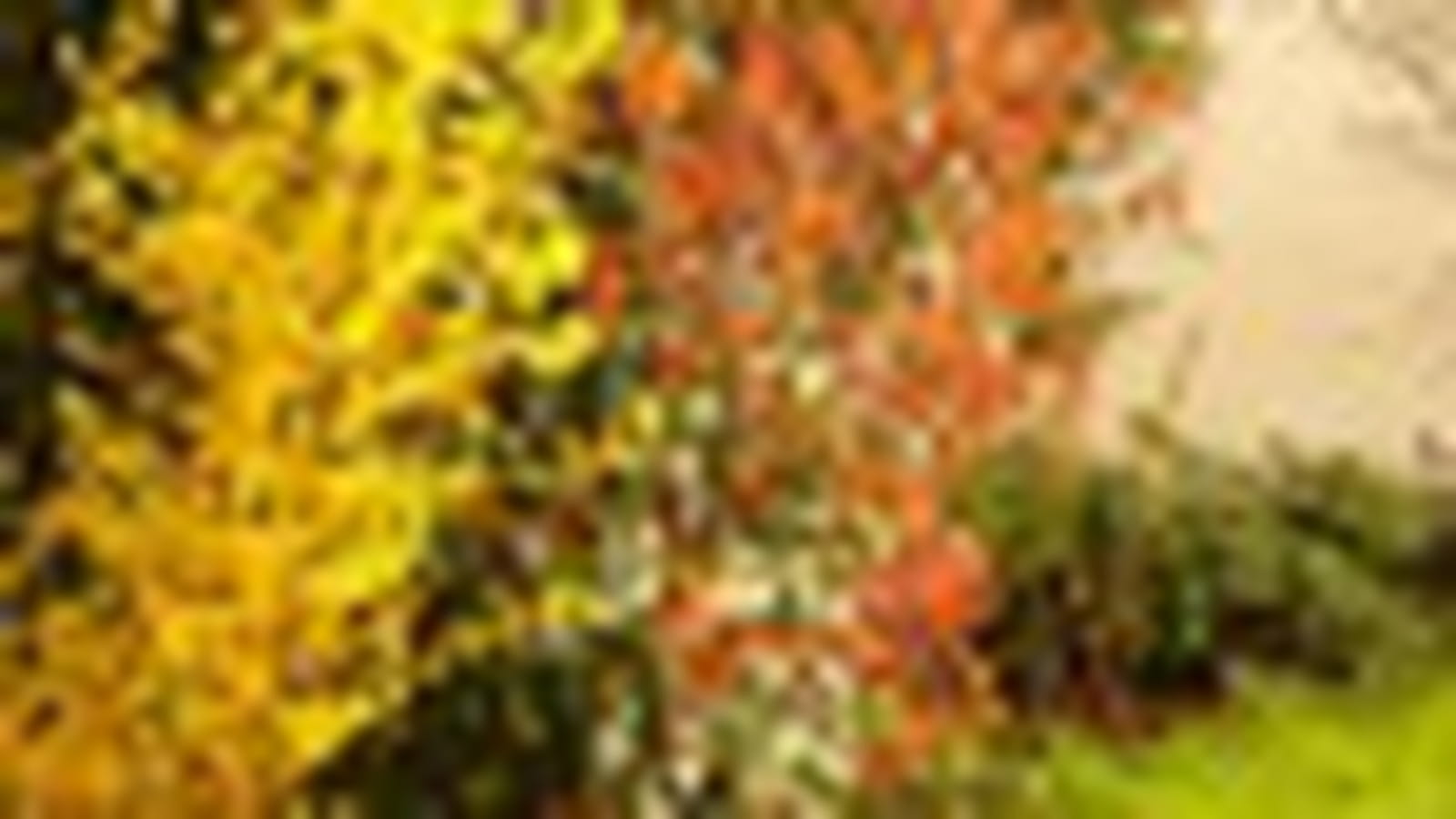 Couleurs ocre