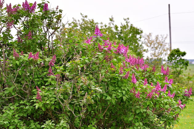 Le lilas