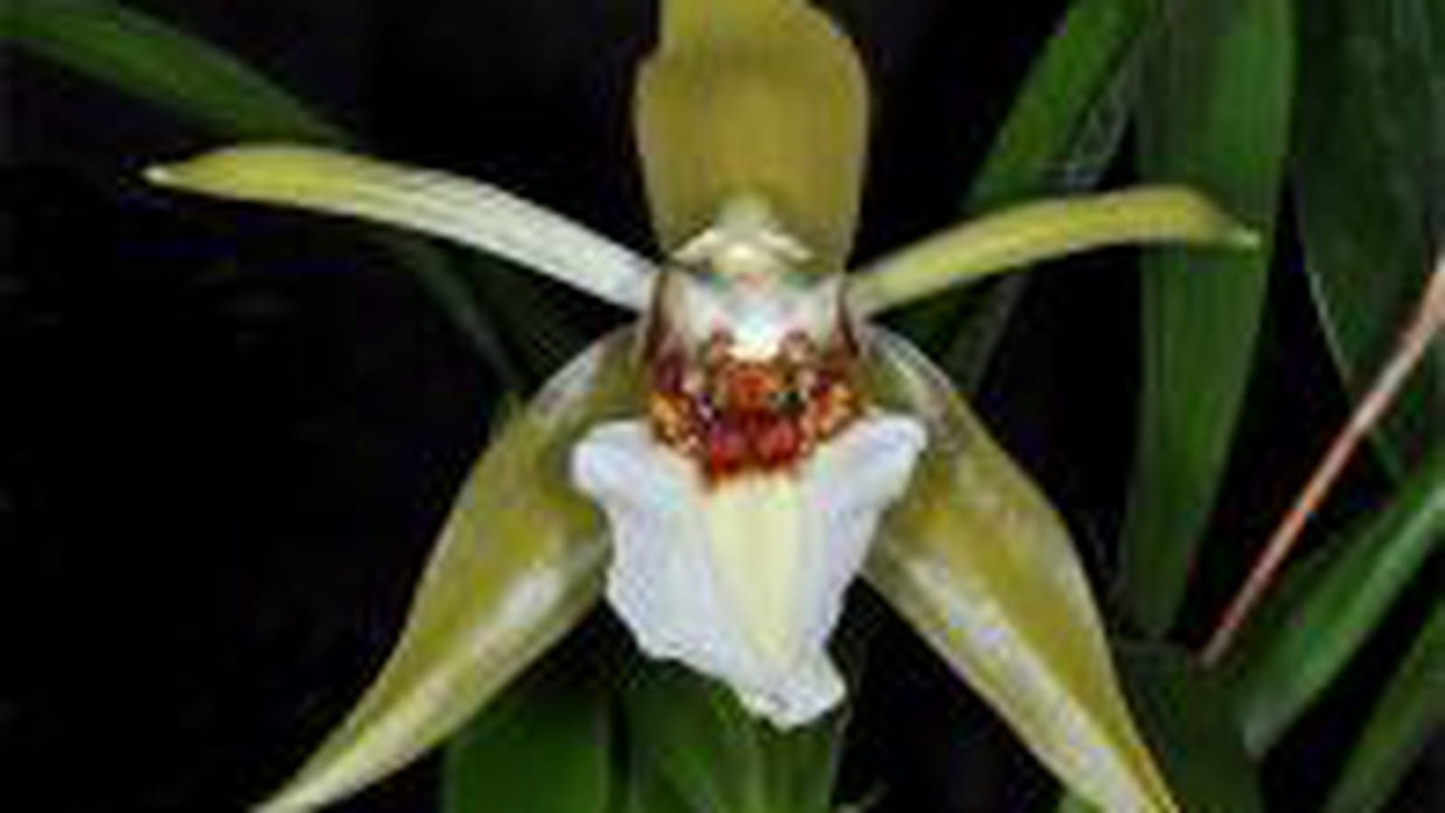 Coelogyne lawrenceana