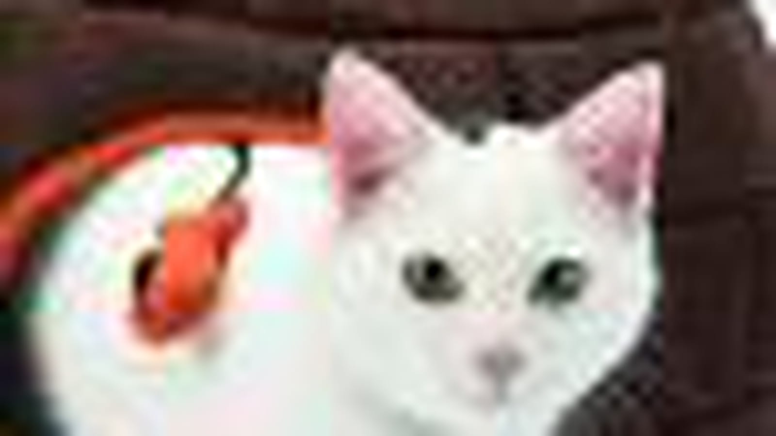 Igloo pour chat