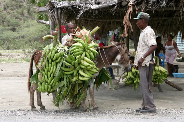 le livreur de bananes photo jp calvet