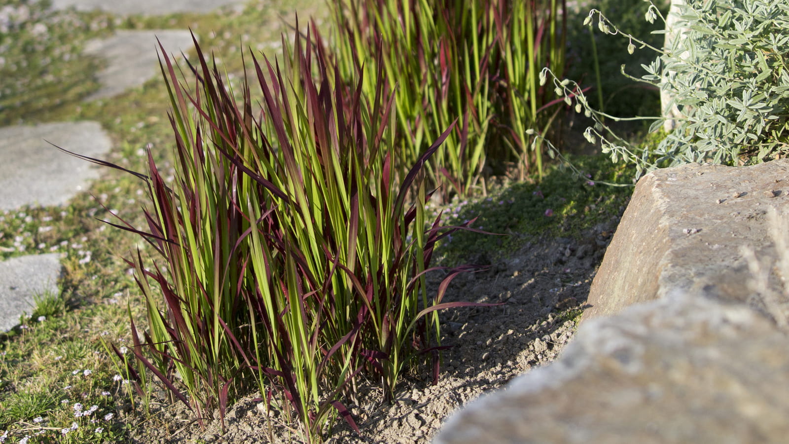 Imperata Red Baron