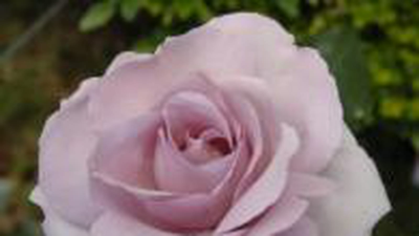 La Rose du Petit Prince TM