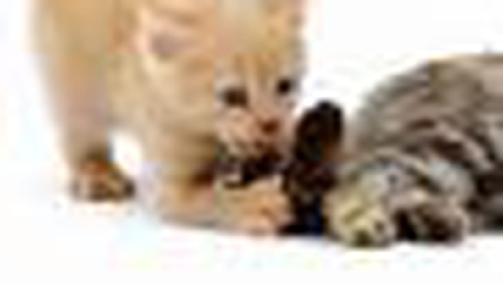Silvia et son chaton