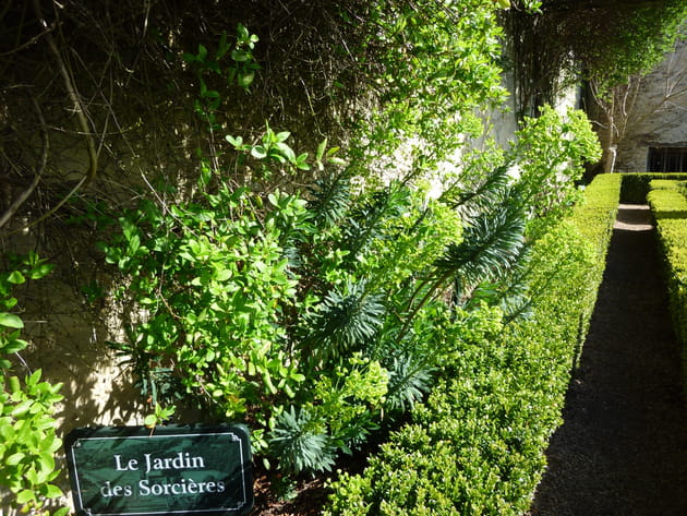 Dans le jardin des sorcières