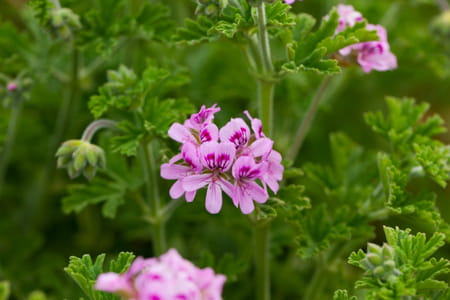 pelargonium-citronellum-plante-anti-moustiques