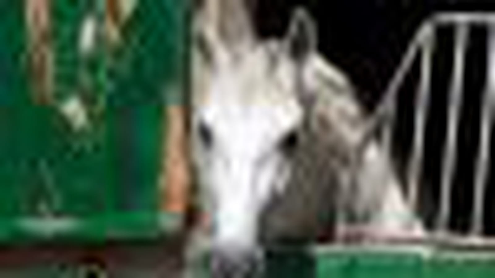 Hors du box