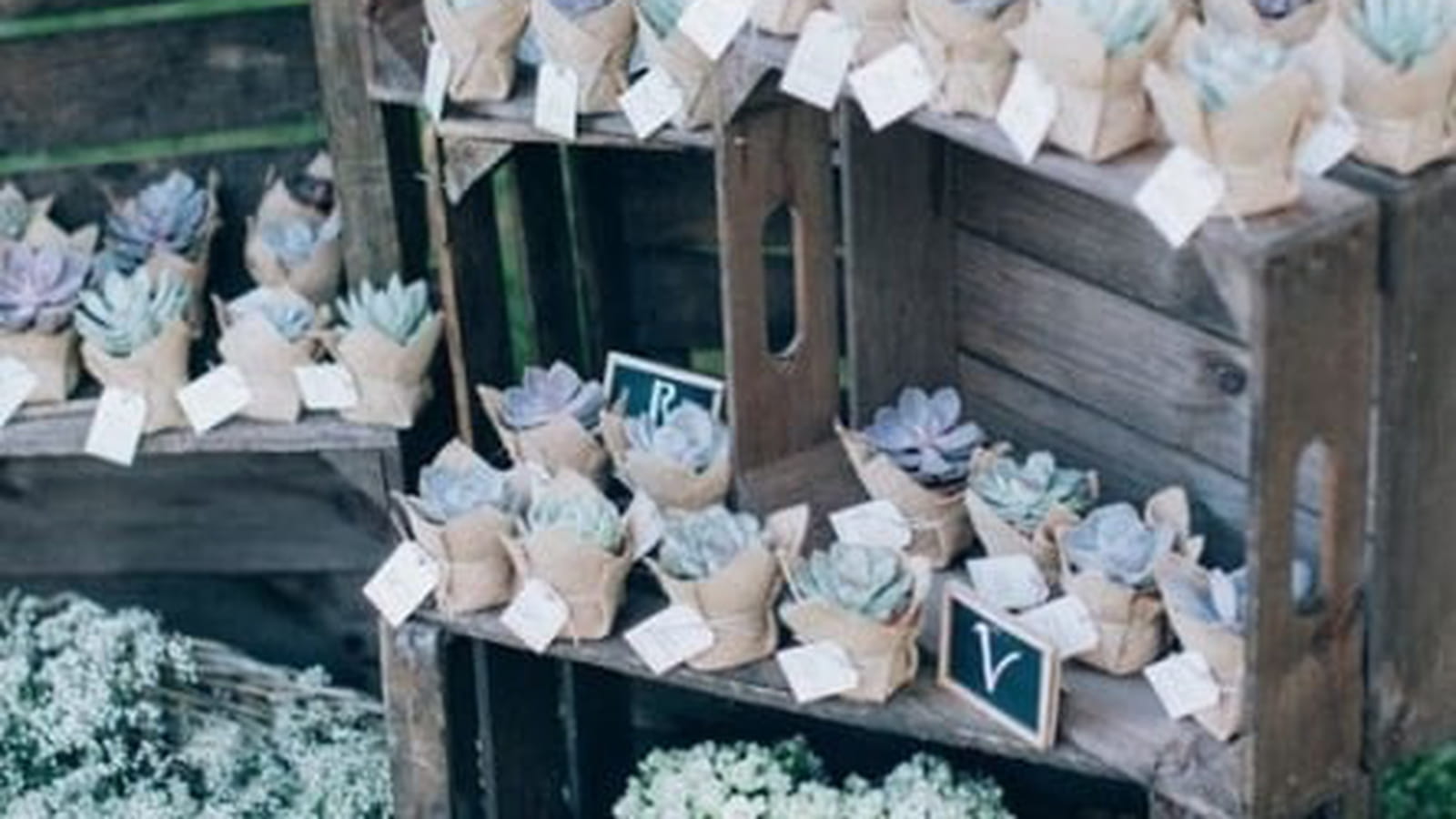 Des succulentes