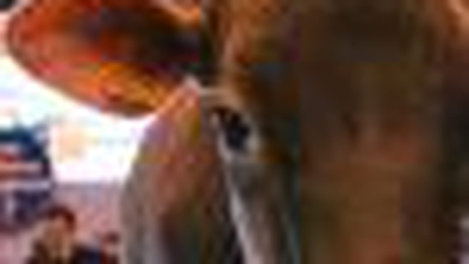 Vache Brune