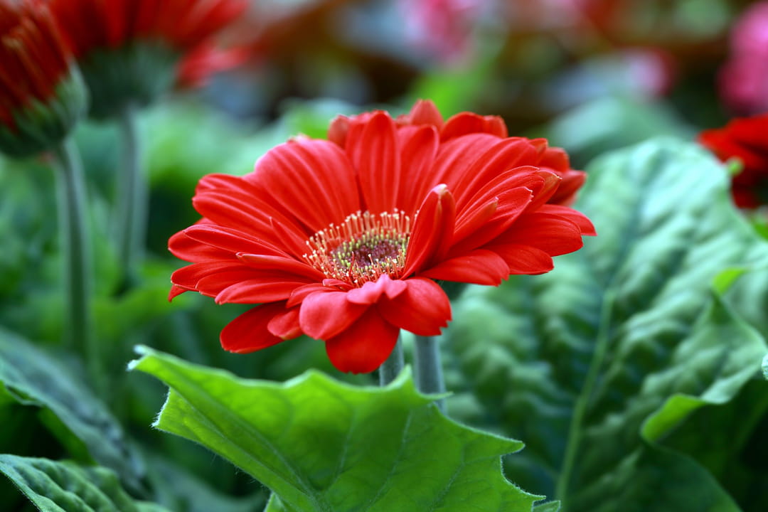 gerbera-rouge