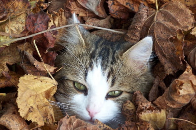 Chat d'automne