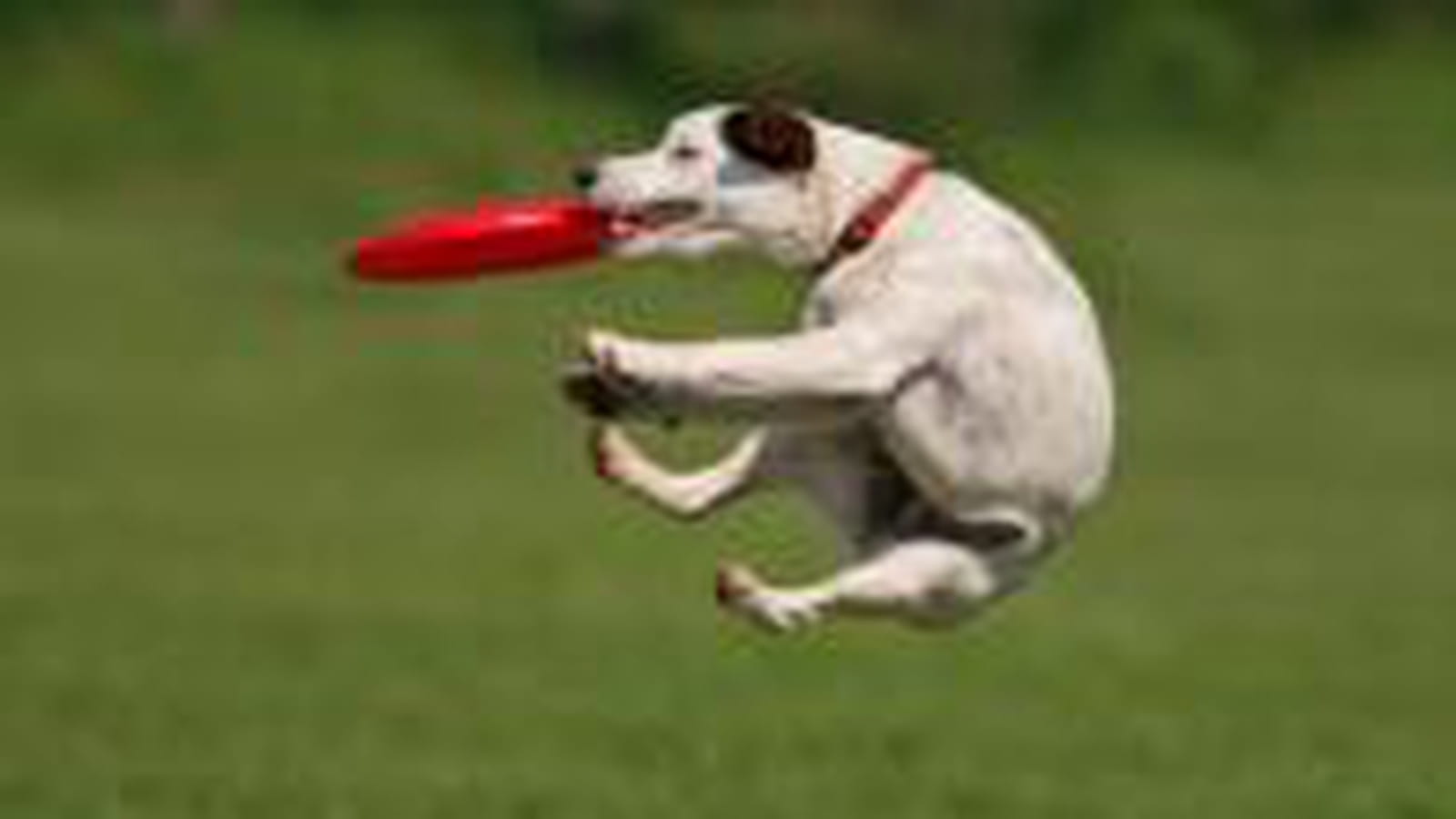 Frisbee pour chien