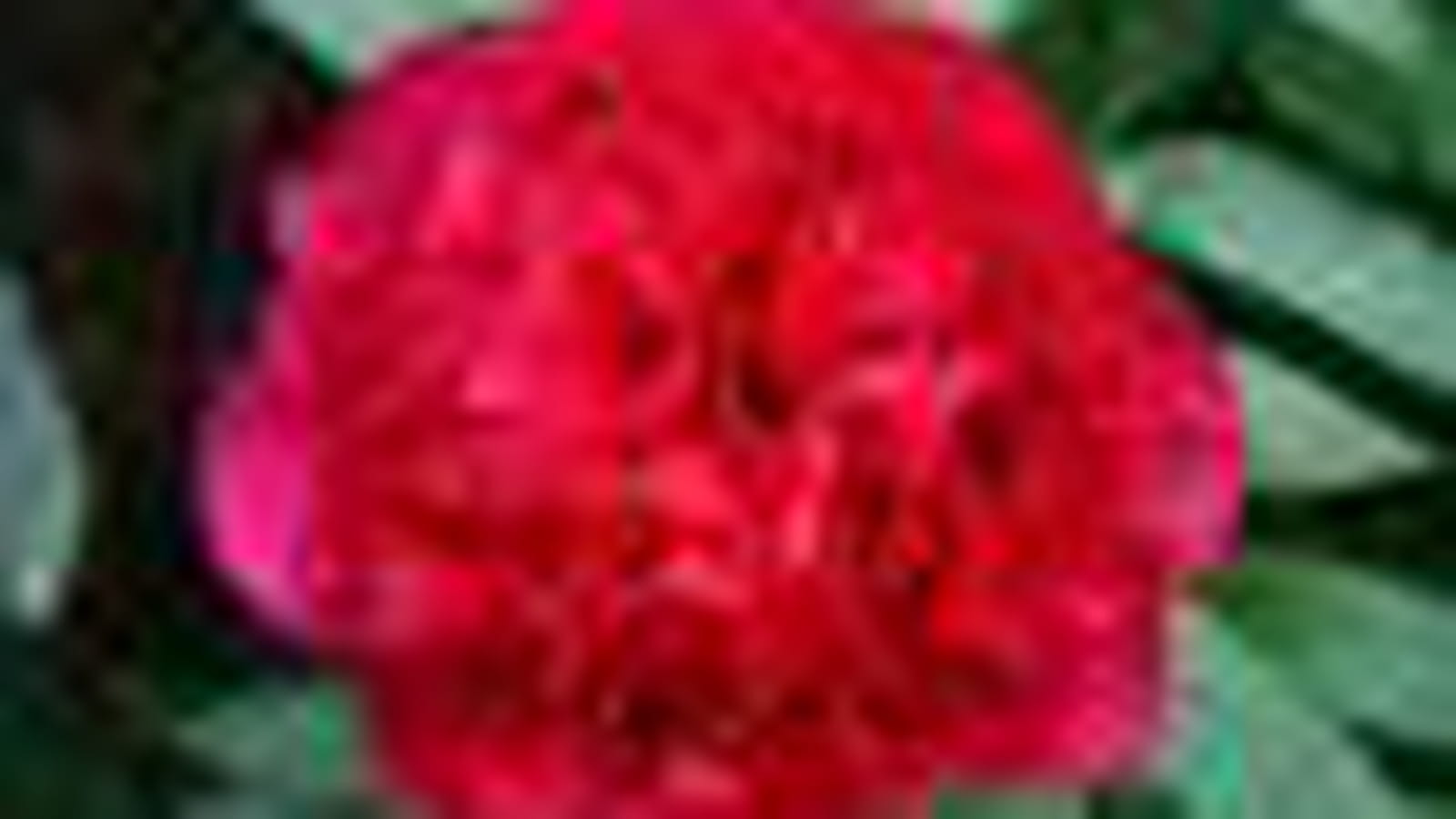 Pivoine
