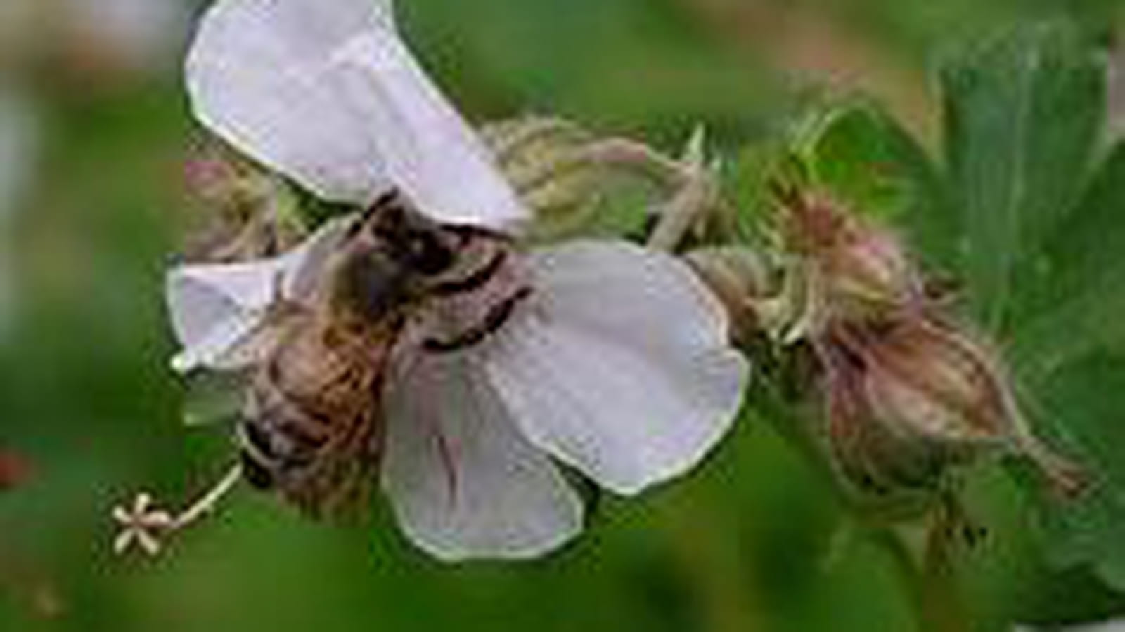 Géranium vivace