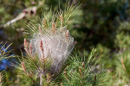 Nid de chenilles processionnaires du pin