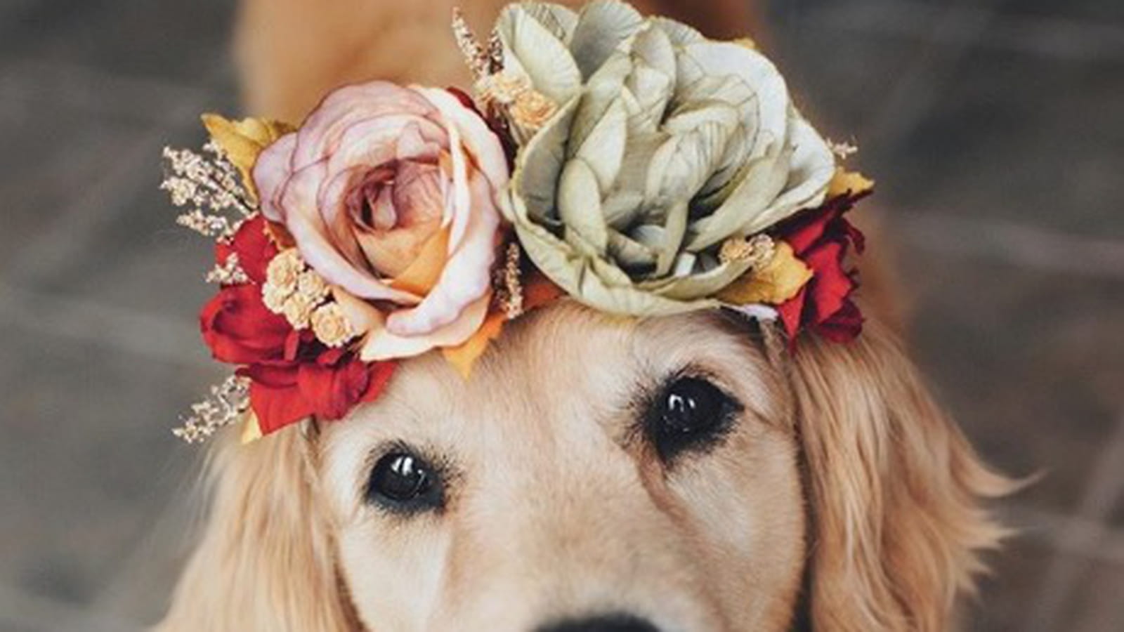 Labrador et couronne de fleurs