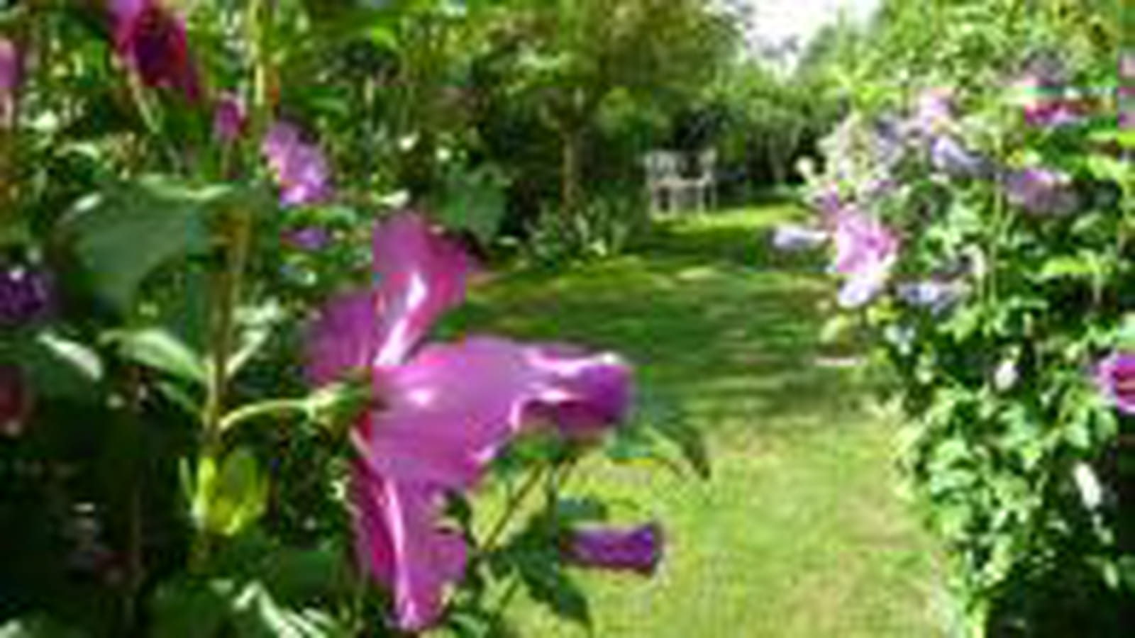 Hibiscus