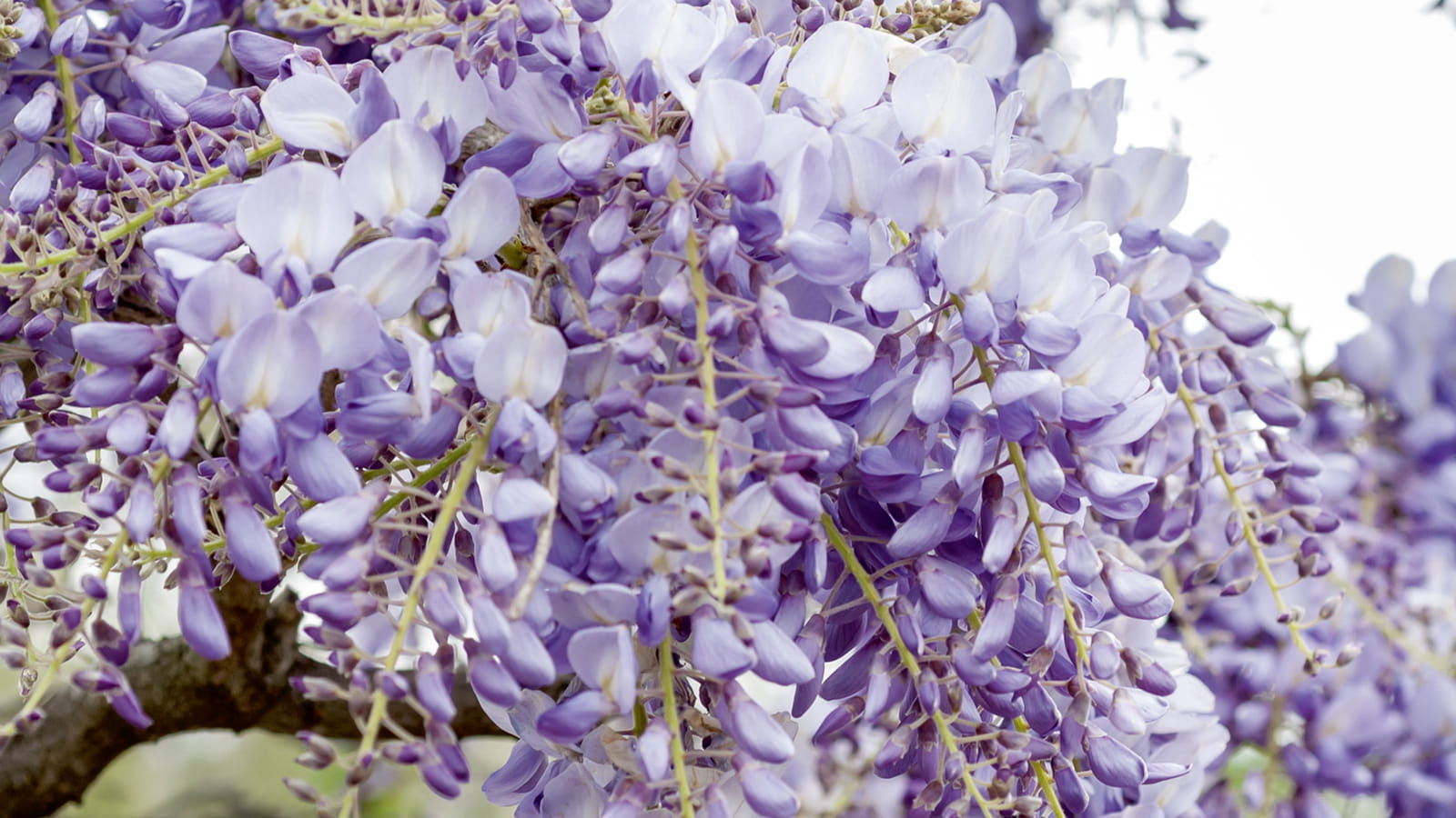 Glycine de Chine