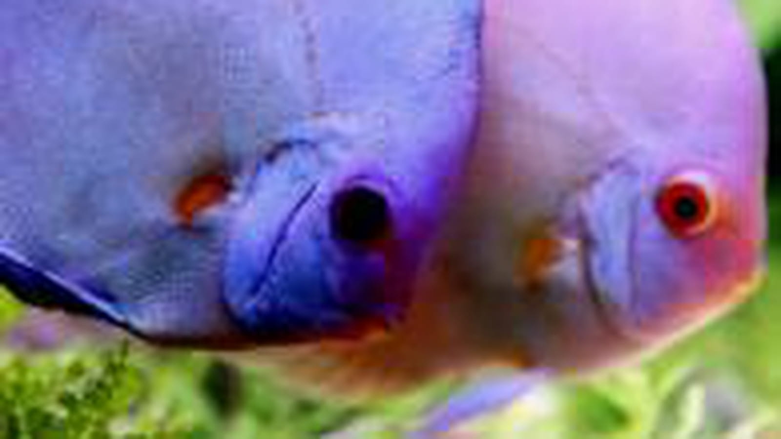 Championnat de France d'aquariophilie
