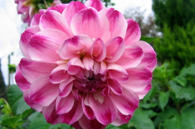 Le dahlia rose