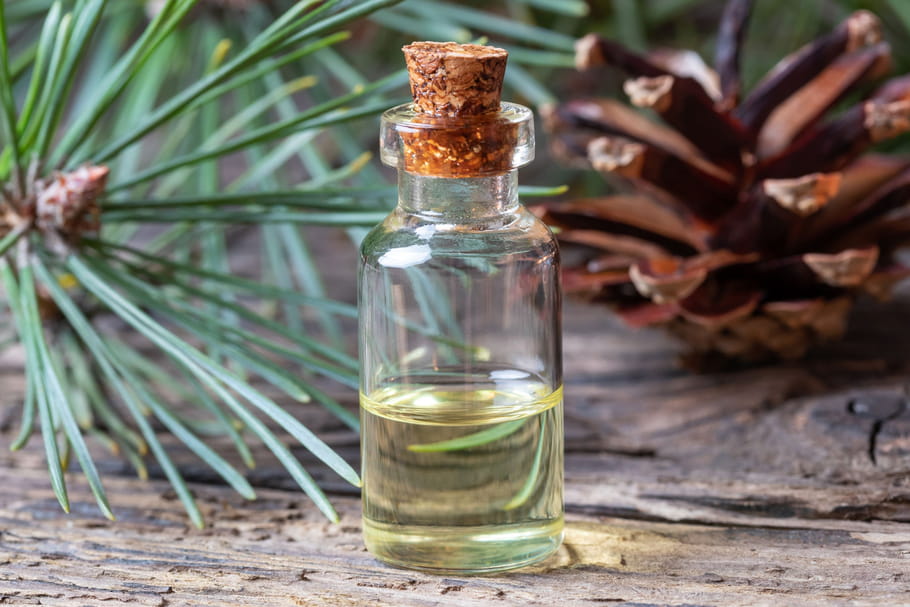 Pin sylvestre : bienfaits (rhume, bronchite), posologie, infusion