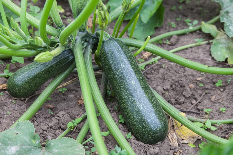 Courgette