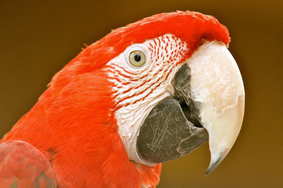 Tropical Parc : descriptif et infos pratiques