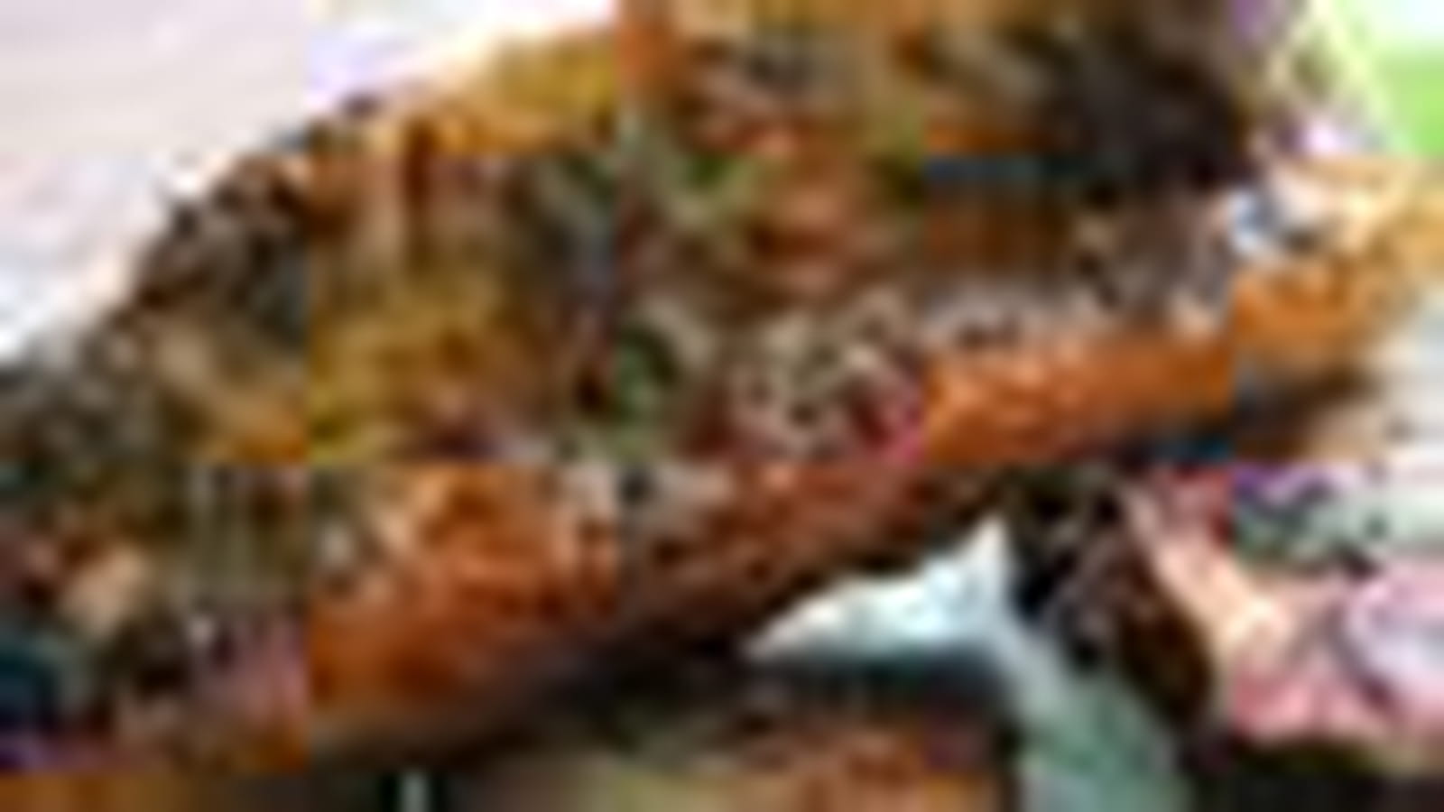 Sardines farcies