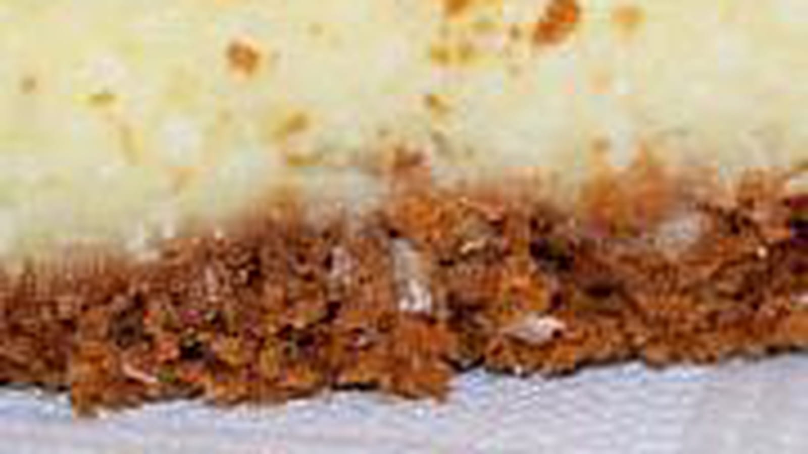 Gourmandise speculoos-coco