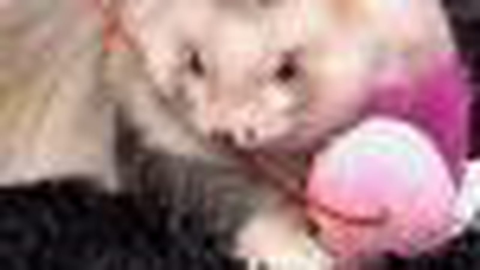 Teaser toy