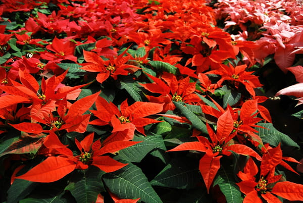 poinsettia