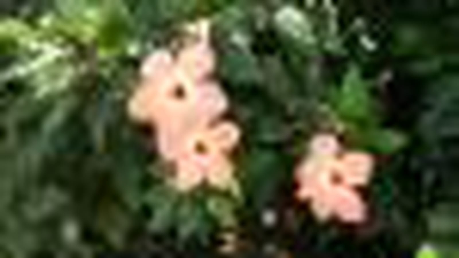 La 'Sylvia Goodman'