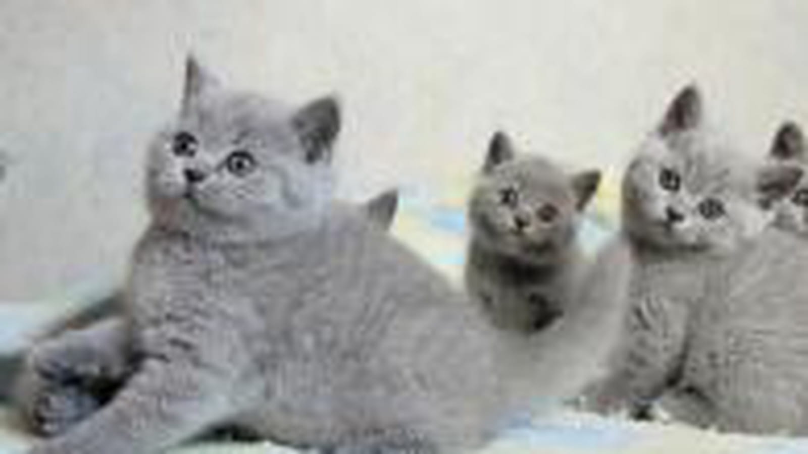 Famille