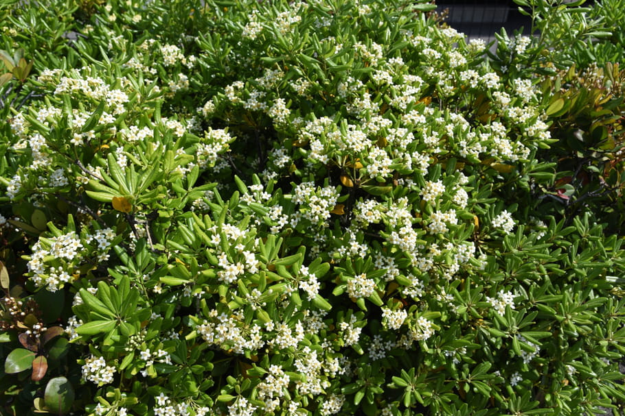 Pittosporum