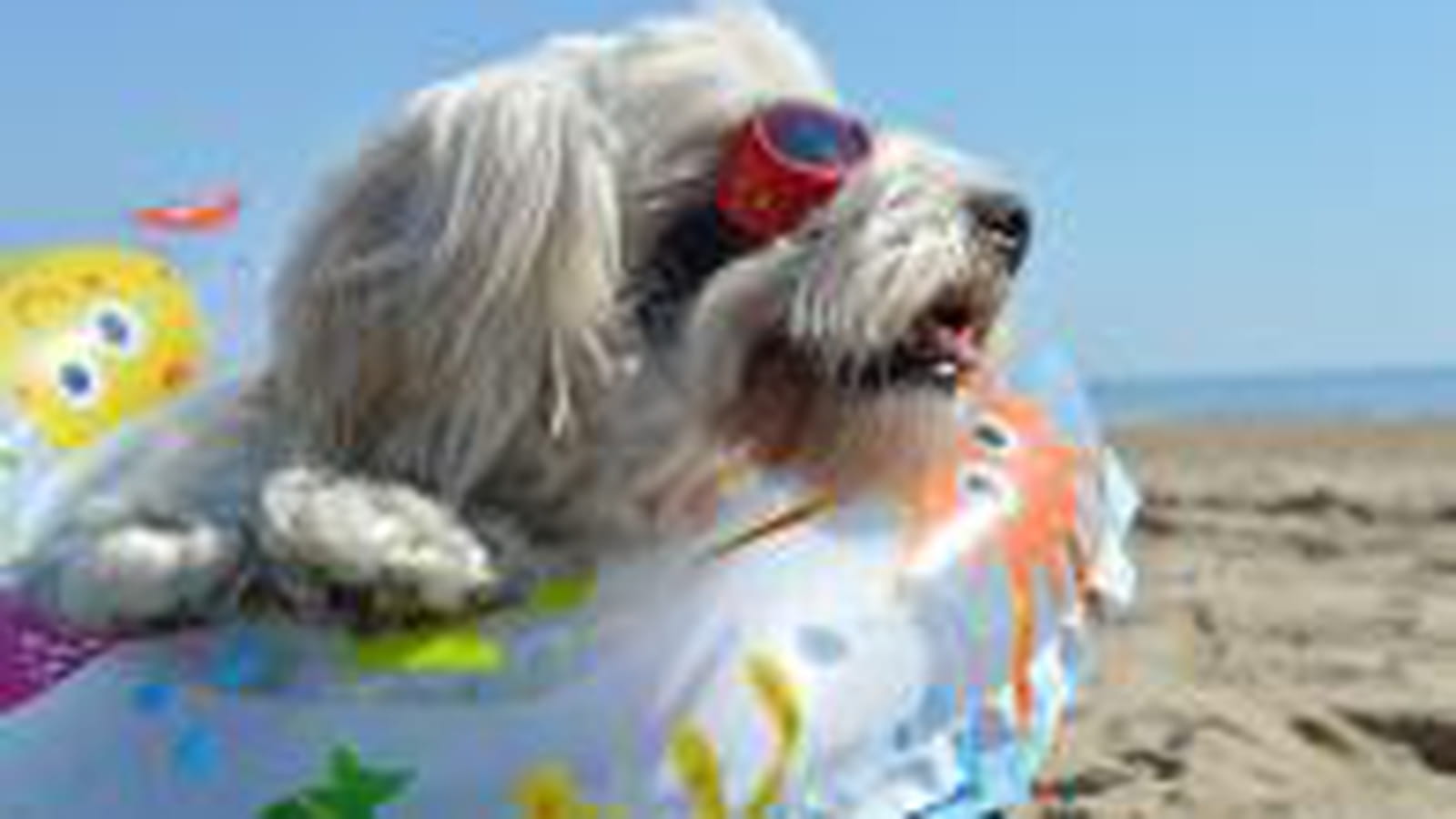Plages autorisées aux chiens