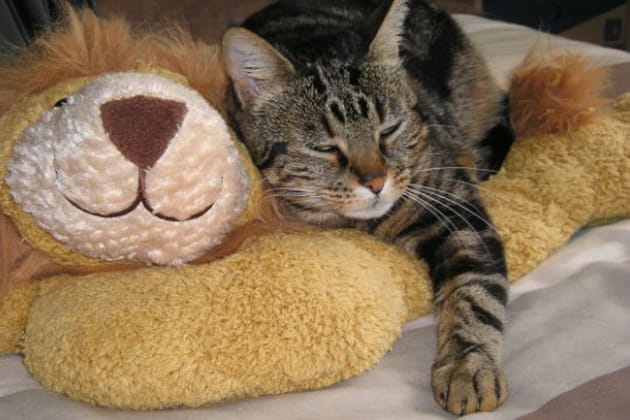 Les surnoms de vos animaux de compagnie