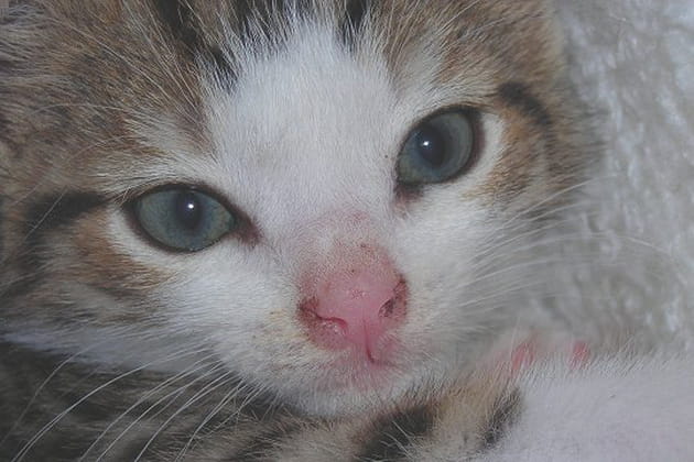 Un chaton qui s'est trouvé une nouvelle famille