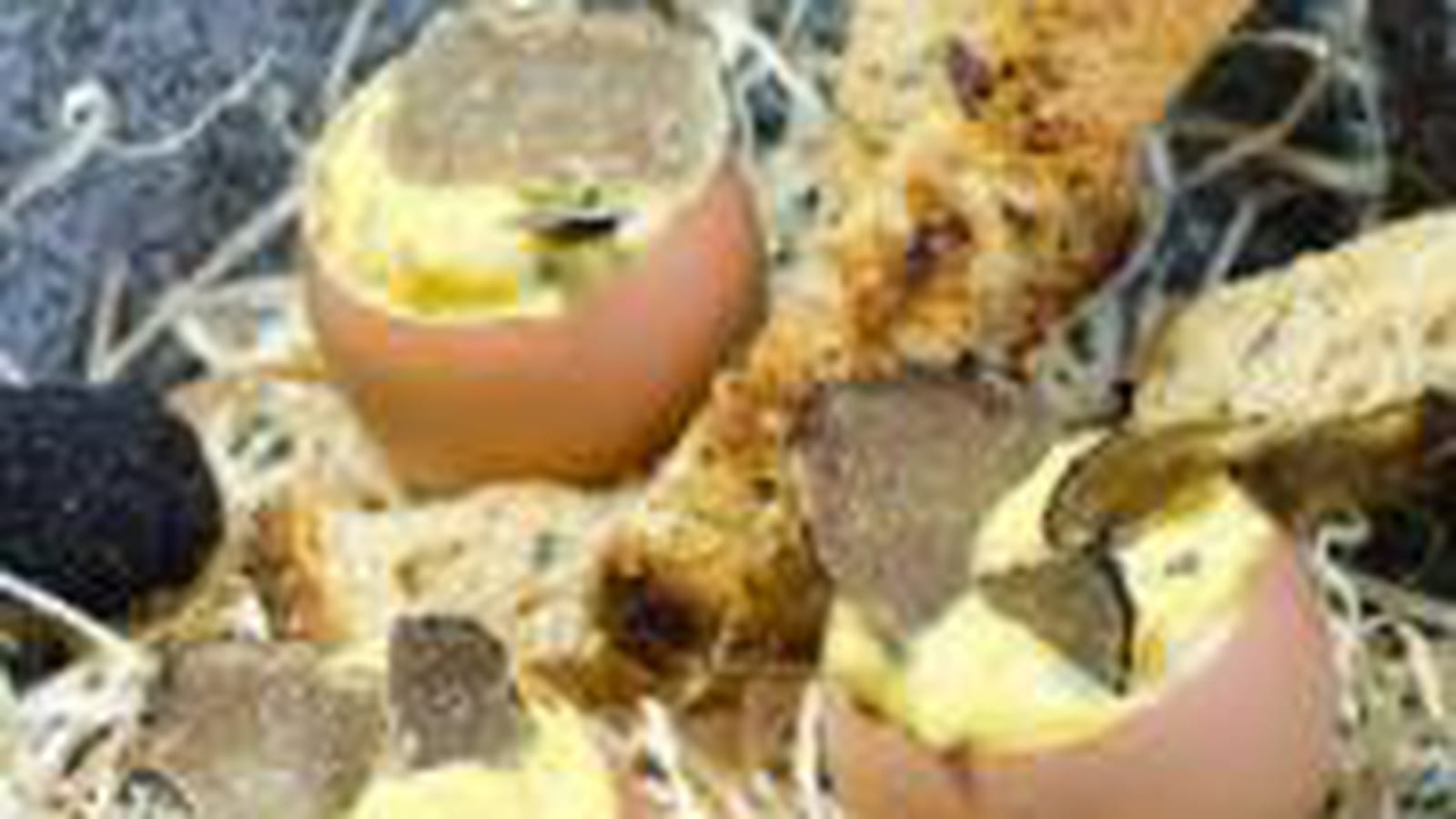 Oeufs aux truffes